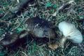 Hygrophorus camarophyllus